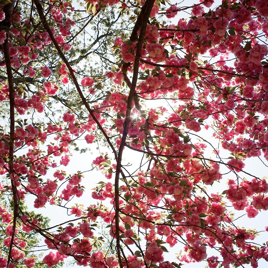 DC-Cherry-Blossoms-4-15-Web